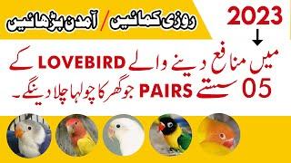 lovebirds business in pakistan 2023  lovebird ka karobaar  lovebird price 2023  lovebird farming