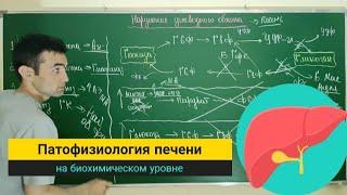 Патофизиология печени 2 часть. liver pathology