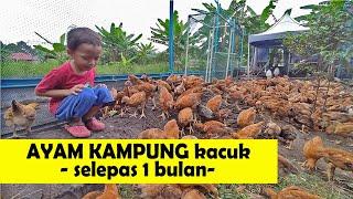 Ternakan ayam kampung kacuk - Part 2 selepas 1 bulan