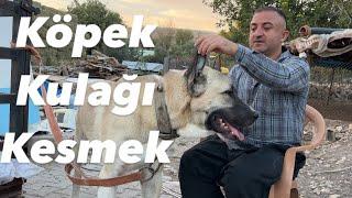 Köpeklerin Kulakları Neden Kesiliyor Kesilince Ne Artısı Var Kesilmezse Ne Faydası Var