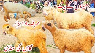 Village ki Sasti Sheep Mandi information Sheep Market Paraghnat Sheep Reat ? #atmundramandipakistan