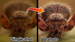 Macro Photography Handheld Focus Stacking Guide