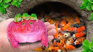 Catch Colorful Pacman Frog In Giant Surprise Egg Aquarium Fish Koi Fish Silver Pomfret Angelfish