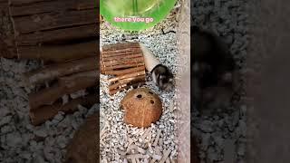 Quenching Mays Thirst A Peek into a Senior Hamsters Water Break #hamsters #pets #cute