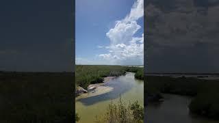 Elegant flamingos  Views Like never seen before from the look out pond #shorts #shortvideo