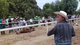 jinete sufre un accidente al caer del equino en plena carrera arandas