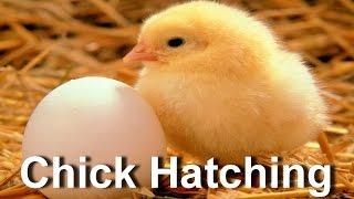 Baby Chick Hatching  Egg Hatching