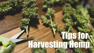 Tips for Harvesting and Processing Hemp