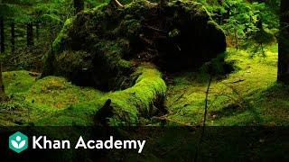 Liverworts and Mosses  Plant Kingdom  Biology  Khan Academy