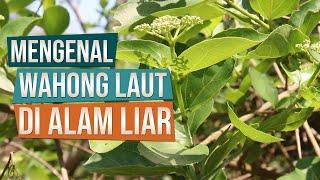 Mengenal Bahan Bonsai Wahong Laut Premna nauseosa di Alam Liar