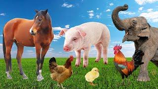 Animal videos for the family - sounds of cow cat elephant giraffe duck