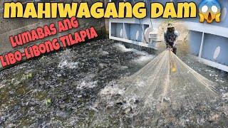 GrabeBumabaha ng Tilapia at Sa Taiwan ka lang Makakita ng Libo-libong Tilapia sa Mababaw na Tubig