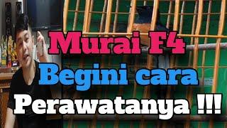 Murai Batu Seri F4 Gacor dan Cara Perawatanya sampai Juara 