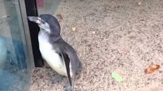 Penguin up close