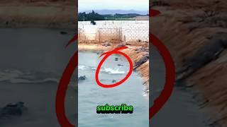  funny video #shorts #youtubeshorts #tigershorts #alligatorshorts #sad #duckshrots #tragedy #viral