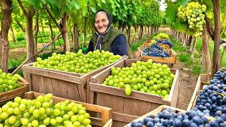 Harvesting Fresh Grapes from the Garden and Making A Lot of Grape Jam