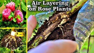 गुलाब का नया पौधा तैयार करने का सबसे आसान तरीका  How to Air Layer Roses  Propagation Techniques