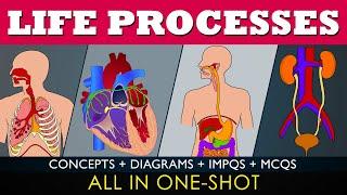 life processes class 10 science biology Fully Animated One shot   Chapter 6  CBSE  NCERT