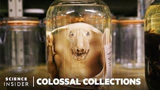 Why 11 Million Embalmed Specimens Are Stored In The Field Museums Basement   Colossal Collections