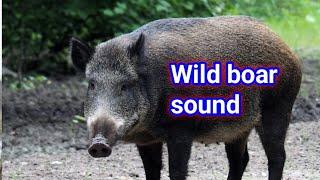 wild boar sounds  wild boar sound effect  wild boar call