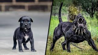 ANTES E DEPOIS DE ANIMAIS CRESCENDO. TRANSFORMAÇÕES ANIMAIS INCRÍVEIS