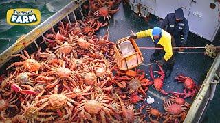 AMAZING King Crab Catching  Discover The Fishing of Tons of Alaskan Red King Crab
