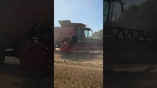 #XXL #Monster #Case 9250 #Combine & 2 X #MasseyFerguson #Tractor #Harvesting #Wheat #Yorkshire