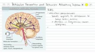 Mesencephalon