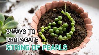 PROPAGATION TIPS  3 EASY WAYS TO PROPAGATE STRING OF PEARLS  SUCCULENT PROPAGATION