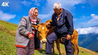 Highland Livestock Farming Couple - Living in the Clouds  Documentary-4K