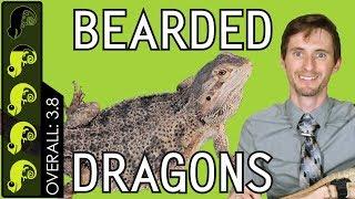 Bearded Dragon The Best Pet Reptile?