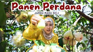 PANEN JAMBU AIR MADU DELI JUMBO‼️GARING DAN JUICY