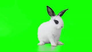 Free Green Screen White Rabbit walkingGreen screen Master