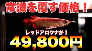 【ショップ訪問】最安値のレッドアロワナ！？常識を覆す価格で販売！熱帯魚　アクアリウム