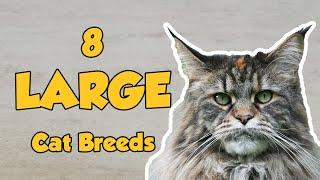 8 Large Cat Breeds