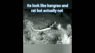 Kangaroo Rat Amazing fact  science fact #shorts #gs #gk #sciencefacts #northamerica