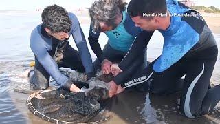 Sea Lions Injured by Ocean Pollution