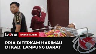 Warga Lampung Hampir Kehilangan Nyawa Akibat Terkaman Harimau  Kabar Hari Ini tvOne