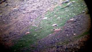 Colorado Bighorn Sheep Through Spotting Scope