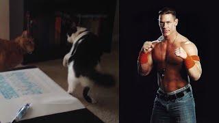 And his name is John Cena Meme Cat slams cat
