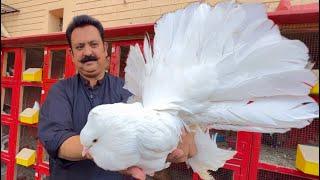 The World Biggest White Pigeon Fancy Kabootar Pigeon Colony in Your Home Hsn Entertainment