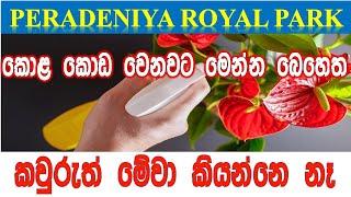 කොළ කොඩ වෙනවද ? මල් කුඩාවට එනවද? මෙන්න විසදුම