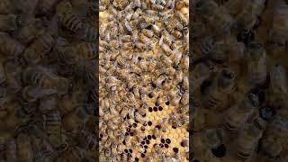 How bees communicate by the waggle dance