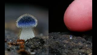 New Species of Mushroom Taiwan- New Discovery 2023#mushroom