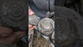 History revealed inside stone Ammonite time capsule 🪨 #fossilhunting #shorts #fossils #rock #beach