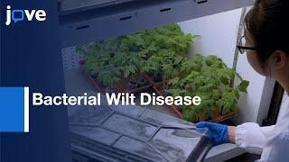 Bacterial Wilt Disease Genetic Analysis by Tomato Root Transformation  Protocol Preview