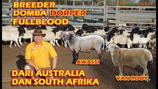 Peternakan Domba Dorper Awassi Van Rooy Fullblood Import dari Australia & South Afrika