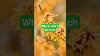 Which witch hazel? Your guide to Hamamelis cultivars #flowers #gardening