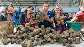 Harvest Wild Tubers Underground and bring them to the market to sell  Bếp Trên Bản