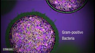 Penicillin and Antibiotic Resistance from PDB-101